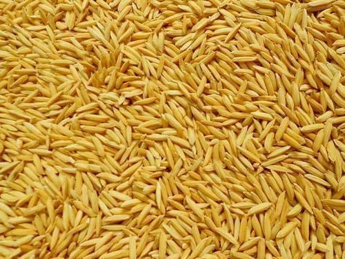 Divine Bija Paddy Divine Bija (Vedic Way) | A story of motivation, passion and unconditional commitment