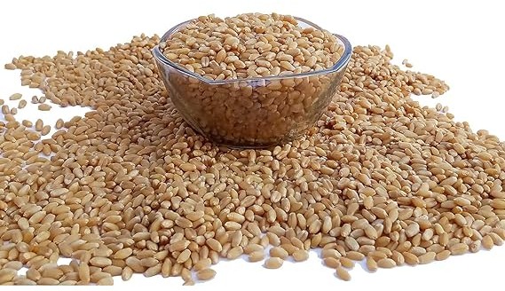 Divine Bija Wheat Sun | Ravi Divine Bija (Vedic Way) | A story of motivation, passion and unconditional commitment